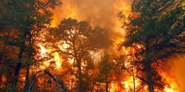 Sharpening Regulations to Break the Chain of Forest and Land Fires